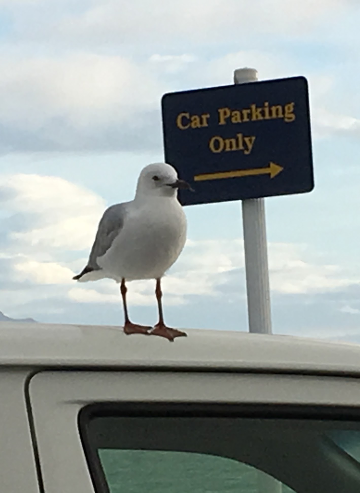 seagull